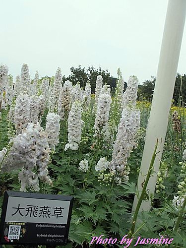 20240929see61